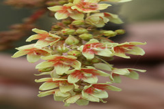 Sterculia villosa